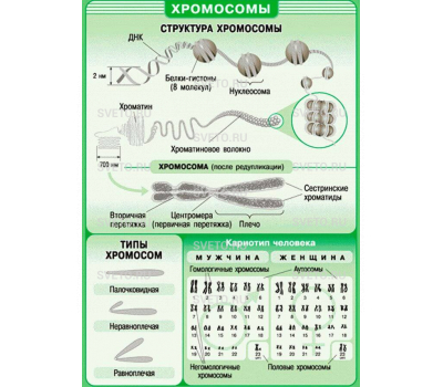 Таблицы "Биология. 10-11 классы. Цитология. Генетика. Селекция" (12 таблиц)